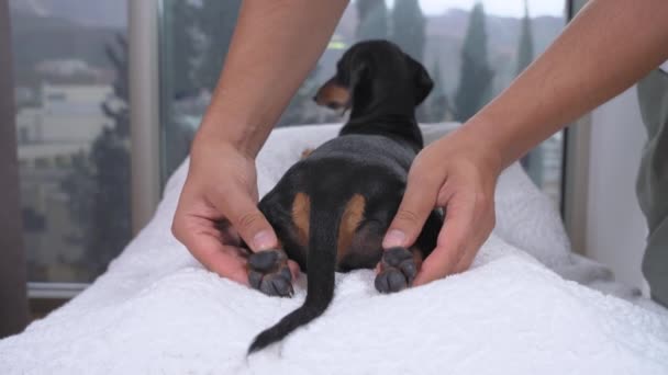 Chiropracteur prépare dachshund chien pour la procédure et commence à faire bien-être ou massage relaxant — Video