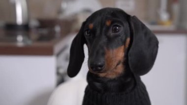 Komik dachshund köpeği mutfağın arka planında koltukta oturur, yemek, yürüyüş, oyun beklerken sahibine bakar, etrafa bakar, havlar.