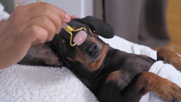 Cosmetologist with quartz derma roller gives toning and rejuvenating facial massage to obedient dachshund dog. Wellness and spa weekend in a beauty salon. — Stock Video
