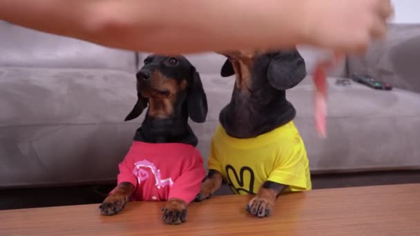 Man measures curious dachshund dogs with tape in living room — Stock Video