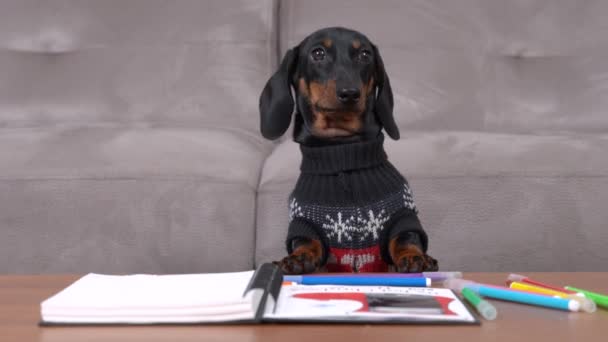 Adorable perrito dachshund negro curioso se apoya en la mesa de madera con cuaderno de bocetos y marcadores de colores en el primer plano de la sala de estar, mira a su maestro.. — Vídeos de Stock
