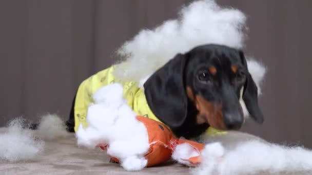 Ondeugende teckel puppy verscheurde opgevuld speelgoed en verspreid polyester vulling rond. Slechte hond maakte rotzooi in de kamer en liep weg van de plaats van misdaad — Stockvideo