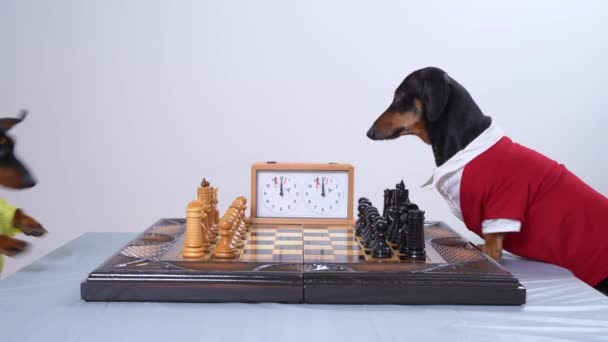 Dachshund köpeği, meraklı arkadaşını masada satranç oynamaya davet ediyor. — Stok video