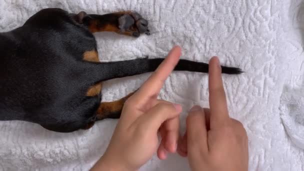 Masajista profesional haciendo masaje de cola de perro, mascota acostada en sofá con toalla suave en salón de cosmetología vista superior cercana — Vídeo de stock