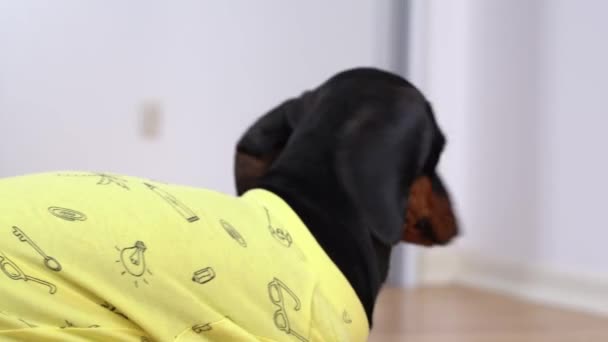 Chiot dachshund mignon en jaune r-short voulait partir, mais entendu la voix du propriétaire et est retourné docilement à l'appel. Le chien est le commandement d'entraînement COME — Video
