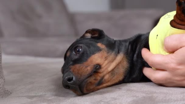 Owner hugs sweet dachshund puppy lying on grey sofa closeup — Stock Video