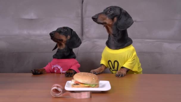 Osoba umieszcza talerz hamburgera na stole przed jamnikami w zabawnych kolorowych koszulkach Nieodpowiedzialny właściciel karmi zwierzęta niezdrowym jedzeniem. Szkolenie cierpliwości zwierząt — Wideo stockowe