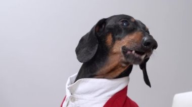 Hoş dachshund köpeği zarif kıyafetler içinde beyaz havlar.