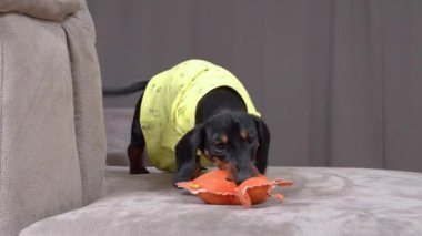 Sarı tişörtlü oyuncu köpek gri koltuktaki küçük oyuncağı ısırıyor.