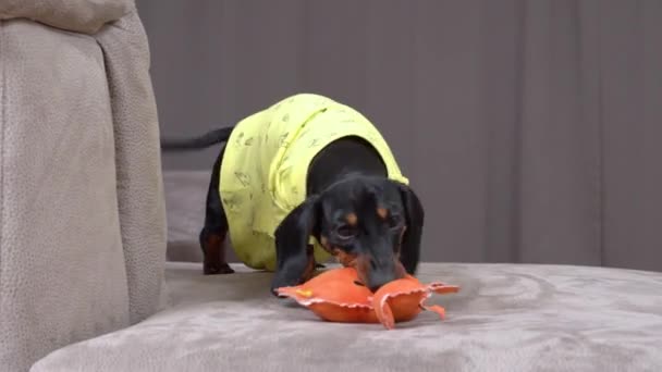 Cão brincalhão em mordidas de camiseta amarela pequeno brinquedo no sofá cinza — Vídeo de Stock