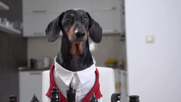 Smart dog in abito elegante si siede vicino a scacchiera in camera — Video Stock