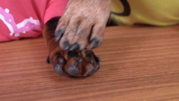 Un perro se pega a otro - toca la pata para atraer la atención, de cerca. Los animales se reconfortan y se apoyan mutuamente cuando están tristes. Mascota da masaje a amigo — Vídeos de Stock