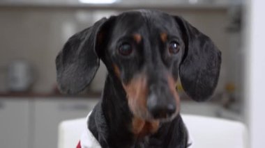 Uzun kulaklı komik dachshund köpeği kamera için poz veriyor.