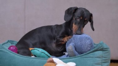 Şirin dachshund evcil hayvan yatağında yumuşak oyuncaklarla oynuyor. Yaramaz köpek, çocuğun en sevdiği oyuncağını çaldı ve pençesiyle çiğnerken öfkeyle çiğniyor.