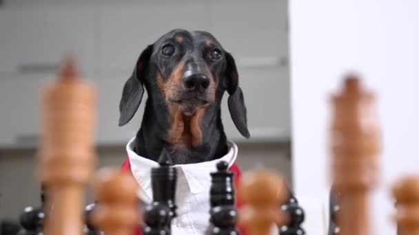Jezevčík pes v červeném a bílém oblečení v blízkosti šachovnice — Stock video