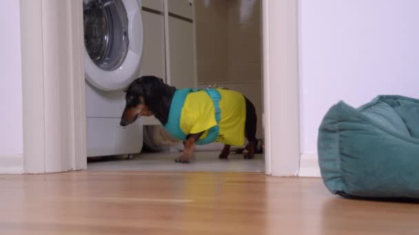 Niedlicher Dackelhund zieht Waage mit Leine aus Badezimmer — Stockvideo