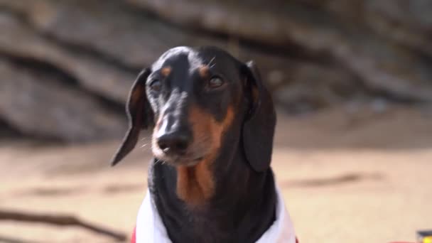 Speelse hond met lange oren blaft tegen stenen op zonnige dag — Stockvideo
