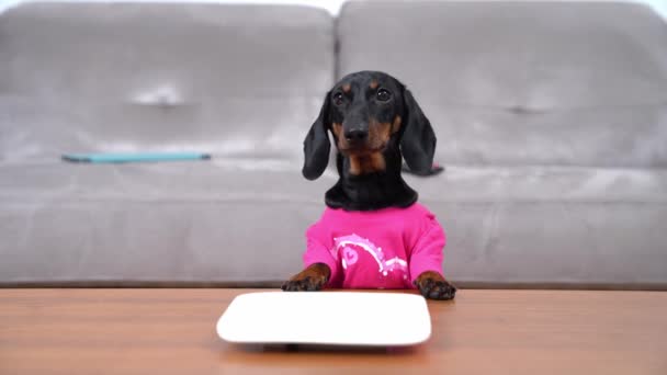 Mala educación cachorro dachshund hambriento pone sus patas en la mesa para ver el plato vacío. Pero no encuentra nada allí y exige comida con mirada suplicante — Vídeo de stock