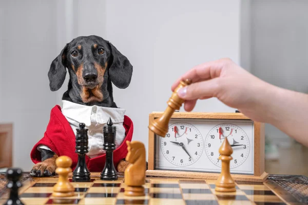 Dachshund dog in formal outfit with white shirt is playing chess with owner. Person holds chess piece about to make move. Competitions in intellectual games