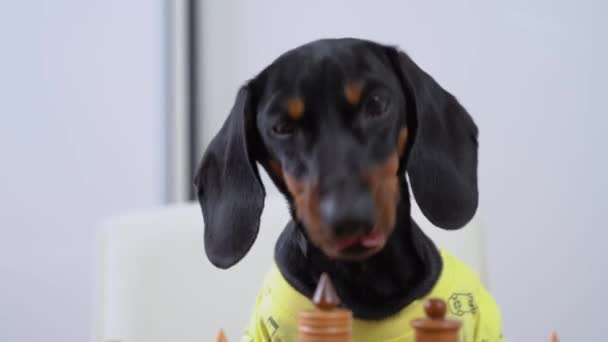 Inquieto cachorro salchicha en camiseta amarilla quiere robar piezas de ajedrez de la junta y lame los labios en anticipación, de cerca. Perro travieso va a hacer un desastre — Vídeo de stock