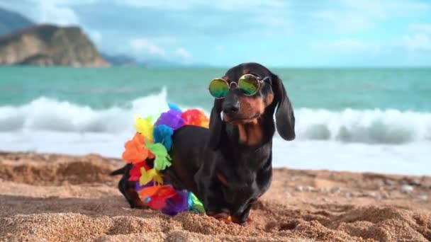 Dachshund met zonnebril en slinger wandelingen langs het strand — Stockvideo