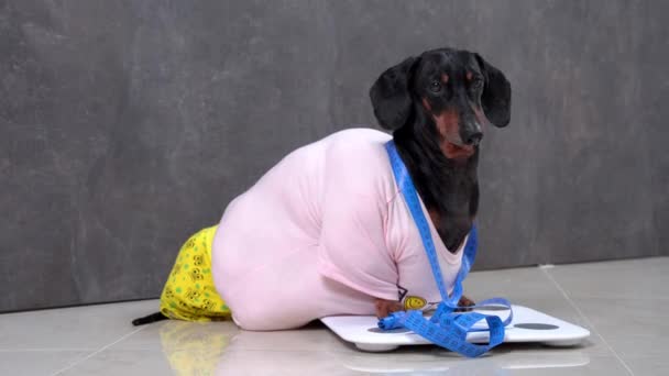 O cão dachshund com excesso de peso faminto senta-se em escala com régua flexível para fazer o controle pesar e medir os volumes corporais antes de iniciar a dieta e o treinamento intensivo. Problema comum da obesidade e diabetes — Vídeo de Stock