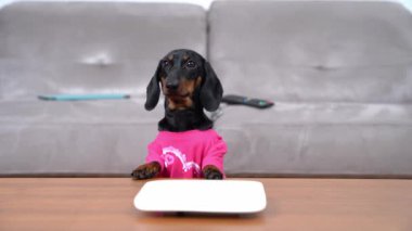 Pembe tişörtlü Dachshund boş tabakla masada oturuyor.
