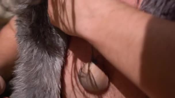 Dziki członek plemienia dopasowuje naszyjnik z muszelkami na zewnątrz — Wideo stockowe