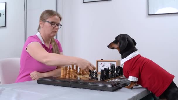Серьёзная женщина играет в шахматы с таксой в светлой комнате — стоковое видео