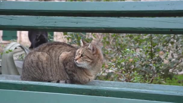 Fekete macska jön és megijed duci barátja ül a padon — Stock videók