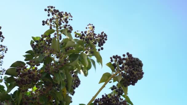 Clusters de hackberries doces em ramos cobertos com folhagem densa balançam no vento no dia ensolarado quente no jardim, parque da cidade ou floresta, vista de baixo para cima — Vídeo de Stock