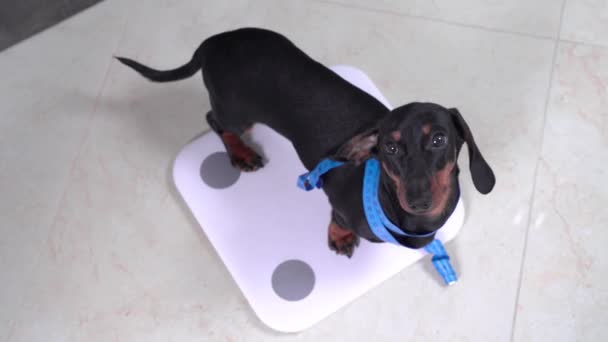 带数字刻度尺的有趣的腊肠小狗 — 图库视频影像