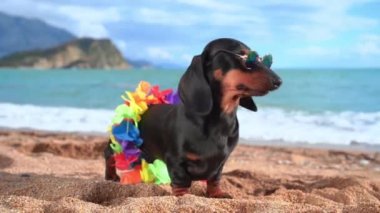 Tapılası köpek dachshund, siyah ve bronz tenli, yaz tatilinde kumsalda oturur güneş gözlüğü ve çiçek zinciri takar.
