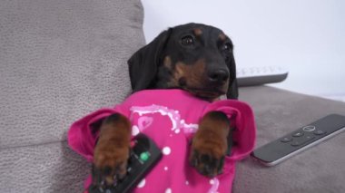 Tembel dachshund köpeği göğsünde uzaktan kumandayla kanepede uzanıyor, televizyon izliyor ve tuhaf sesler duymasına rağmen hareket etmek istemiyor. Kötü alışkanlıklar ve yerleşik yaşam tarzı