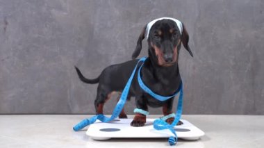 Şirin aç dachshund köpeği iyi bir vücut istiyor bu yüzden diyeti takip ediyor ve aktif bir hayat sürüyor. Köpek santimetreye sarılır ve spordan önce ölçüm yapmak ve gülümsemek için terazinin üzerinde durur.