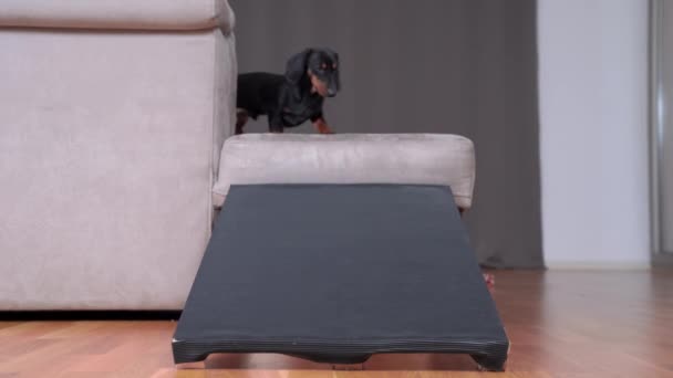 ダックスフント子犬は家で犬のためのランプに沿って実行されます — ストック動画
