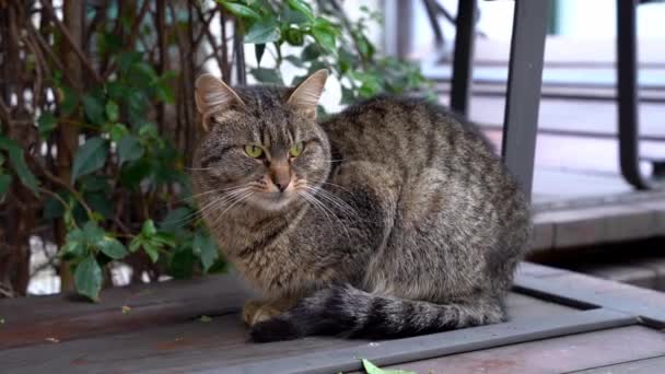 Gorda tubby gato miradas alrededor sentado en madera banco en patio — Vídeo de stock