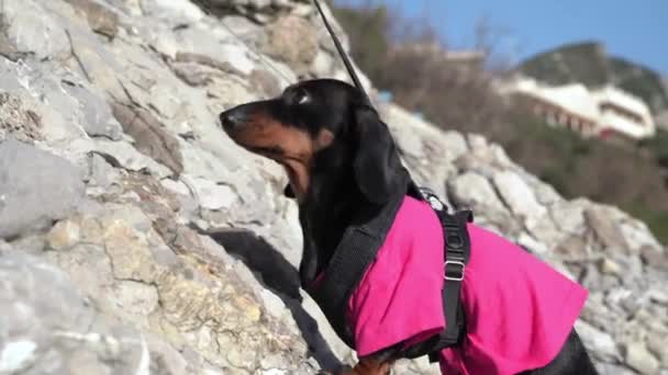 Valiente perro salchicha con cuerda de seguridad sube al acantilado llevando a cabo trabajos de búsqueda y rescate, de cerca, vista lateral. Entrenamiento regular de animales de servicio. Actividades exteriores — Vídeos de Stock