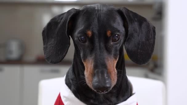 Chiot teckel noir avec longues oreilles aboiements posant pour caméra — Video