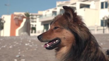 Shaggy kahverengi melez kumlu sahilde güneşlenerek oturur ve yaz sıcağından dolayı susuzluktan dili dışarı sarkmış bir şekilde nefes nefese kalır. Kapatın. Aşırı ısınma hayvanlar için tehlikelidir.