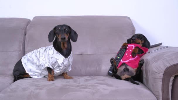 Gömlekli iki komik tembel dachshund evdeki kanepede oturup televizyon izliyor. Köpeklerden biri sahibinin çağrısını duymuş ve ne olduğuna bakmak için koşmuş. — Stok video