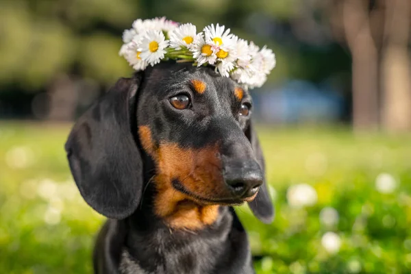 Portrait of lovely dachshund dog with beautiful flower wreath on its head in forest, front view, blurred background, copy space. Greeting postcard