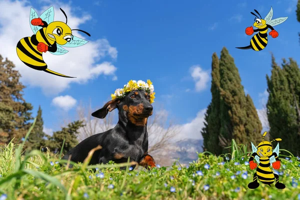 Υπέροχο κουτάβι dachshund με στεφάνι από λευκές μαργαρίτες και κίτρινα χρυσάνθεμα στο κεφάλι του βόλτες στο λιβάδι διάσπαρτα με μπλε λουλούδια μεταξύ χόρτου, σφήκες κινουμένων σχεδίων πετούν γύρω, αντίγραφο χώρο — Φωτογραφία Αρχείου