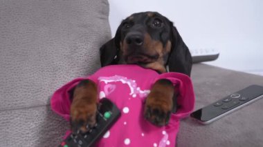Dachshund köpeği oturma odasındaki kanepede uzanmış televizyon izliyor.