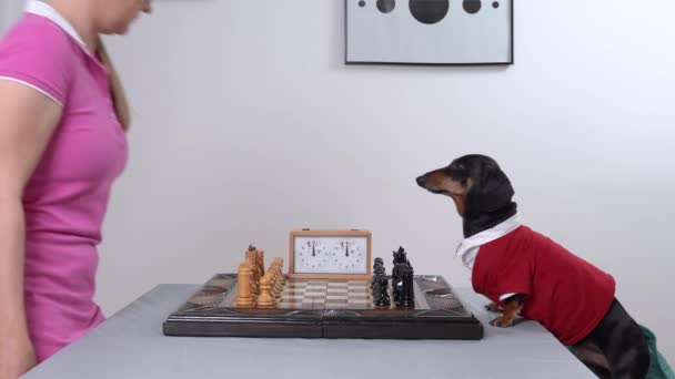 Adorable perro salchicha en elegante blusa roja y blanca invita curioso a su amante chica en un vestido rosa para jugar al ajedrez en la mesa cerca de la pared blanca — Vídeo de stock