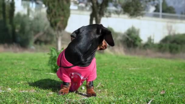 Dachshund valp drar blommor bukett som löper längs ängen — Stockvideo