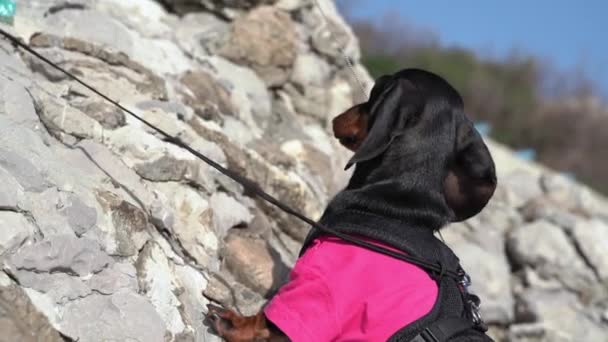 Bravo alpinista dachshund sobe em alto penhasco rochoso íngreme — Vídeo de Stock