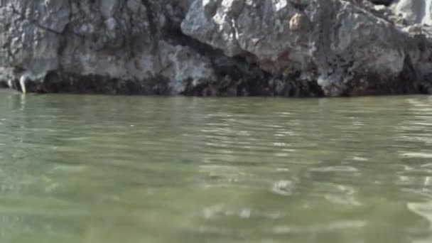 Dachshund met bril zwemt langs kalme zee langs oude rotsen — Stockvideo