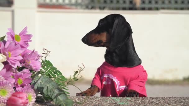 Dachshund pies w pobliżu świeżych kwiatów bukiet opierając się na parapecie — Wideo stockowe