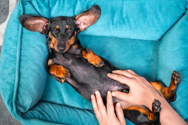 Cute lazy dachshund puppy poses with belly up in pet bed while human makes him relaxing massage, top view. Wellness and rehabilitation procedures for dogs